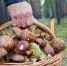 лес - Ramns.Ru